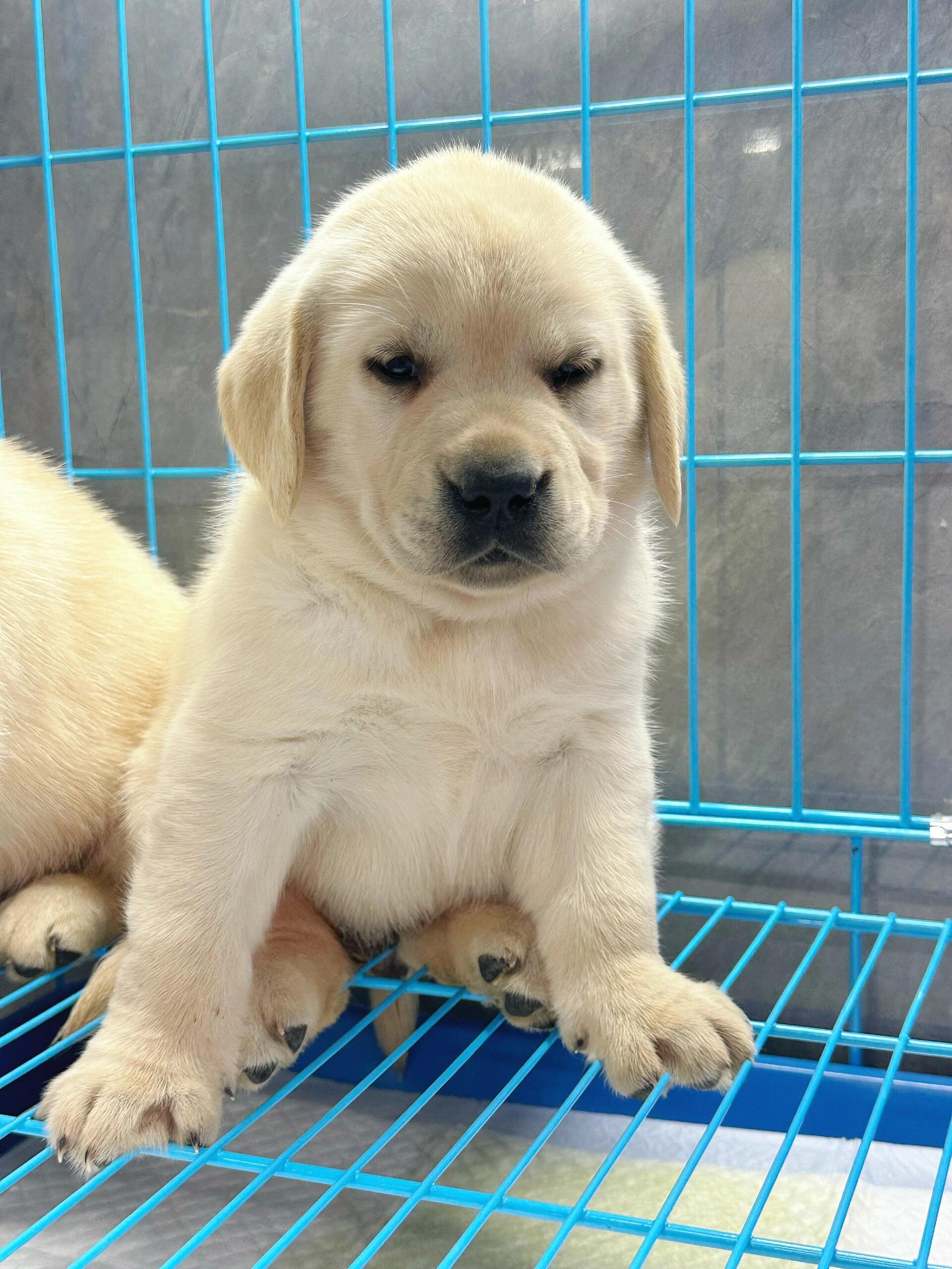 纯种拉布拉多幼犬公母都有